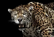 animals leopards Art HD Wallpaper